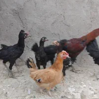 مرغ و خروس محلی