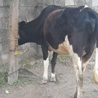 گاو با گوساله نر دوماهه