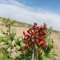 باغ-پسته-8000مترنیشابورشهرک-صنعتی-عطار