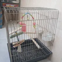 قفس پرنده نو
