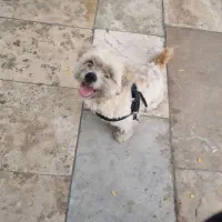 سگ پاکوتاه