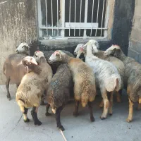 فروش انواع گوسفند