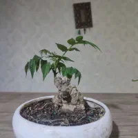 گل بنسای خواص بسیار کهنسال