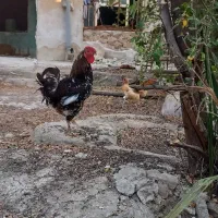 مرغ و خروس محلی