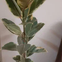 فیکوس ابلق