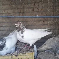 کبوتر آلمانی