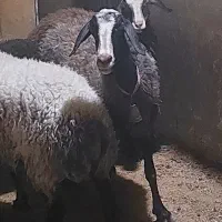 میش شال دوقلو زامیبد
