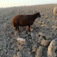 بره