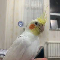 عروس هلندی نر بالغ