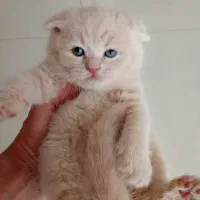 راز شادابی پت‌های ما چیه*&گربه
