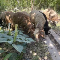 بره گوسفند