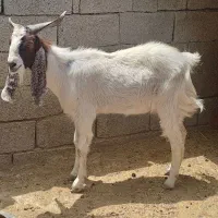 کهره و بره چاق