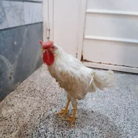 جوجه خروس رنگی 6 ماهه
