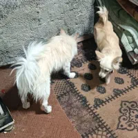 سگ پاکوتاه بفروش میرست سالم هست جفت گیری شده