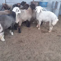 بره عید قربان چاق