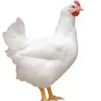 مرغ