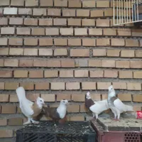 کبوتر رنگی معاوضه