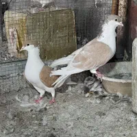 دوجفت خوشرنگ کاکولی زرد