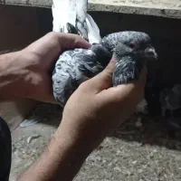 بازیکن|پرنده|بم, |دیوار