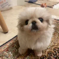 توله ماده  دو ماه پیکینیز امپریال