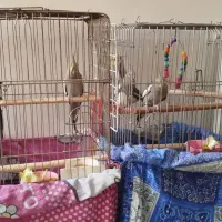 عروس هلندی