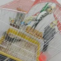 پرنده