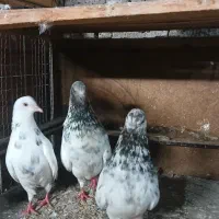کبوتر جفتگاهی