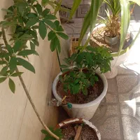 تعدادی گل اپارتمانی