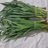 تره|خوردنی و آشامیدنی|یاسوج, |دیوار