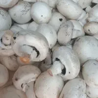 قارچ درجه۲