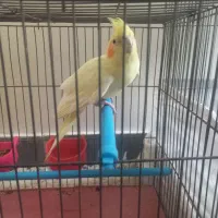 عروس هلندی ماده