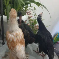 جوجه|پرنده|رشت, پاره بیجار|دیوار