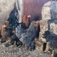 مرغ و خروس برهما