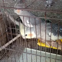 یک جفت عروس هلندی بالق سره حال