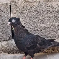 معاوضه با طوقی