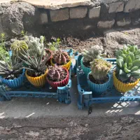 پک گیاه عمده ( گالری ما )