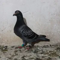 کبوتر مسابقه