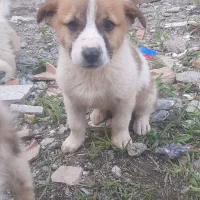 سگ پا کوتاه گوش تیز شی هواوا معاوضه با مرغ وخروس