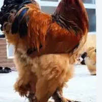فروش یک عدد خروس برهما