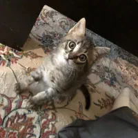 بچه گربه