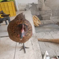 دو عدد مرغ