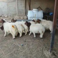 بره نر