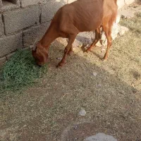 گتاج
