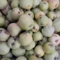 سیب پا درختی