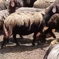 میش چاق کشتاری قیمت مناسب