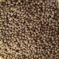 لوبیا چیتی بوجاری