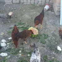 مرغ وخروس چند تا از نژاد سلطان