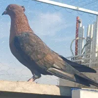 کبوتر|پرنده|قم, پردیسان|دیوار