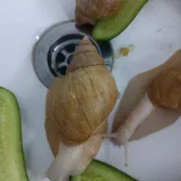 4حلزون بالغ با 7جوجه حلزون