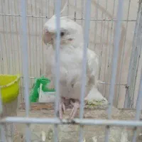 عروس هلندی